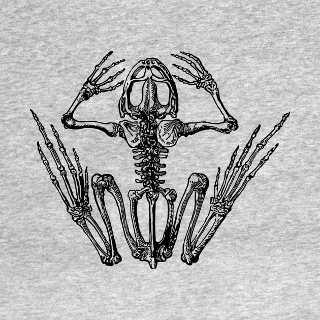 Frog skeleton. by knolios